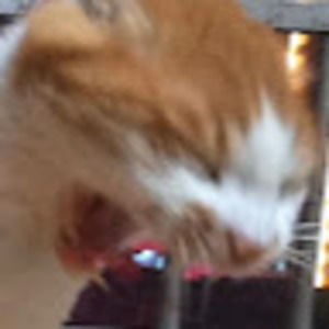 Meet your Posher, Rui